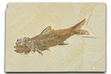 Detailed Fossil Fish (Amphiplaga) - Uncommon Species #354059-1